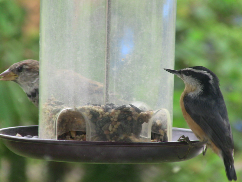 Wolf Journey Study Day - Chris FE 005 - Berries Ripe, Skunks-Coyotes-Rats-Coons-Baby Squirrels, Grasshoppers & Yellow Jackets, Nuthatch & Flickers at Feeder, Neo-Tropicals Migrating Through