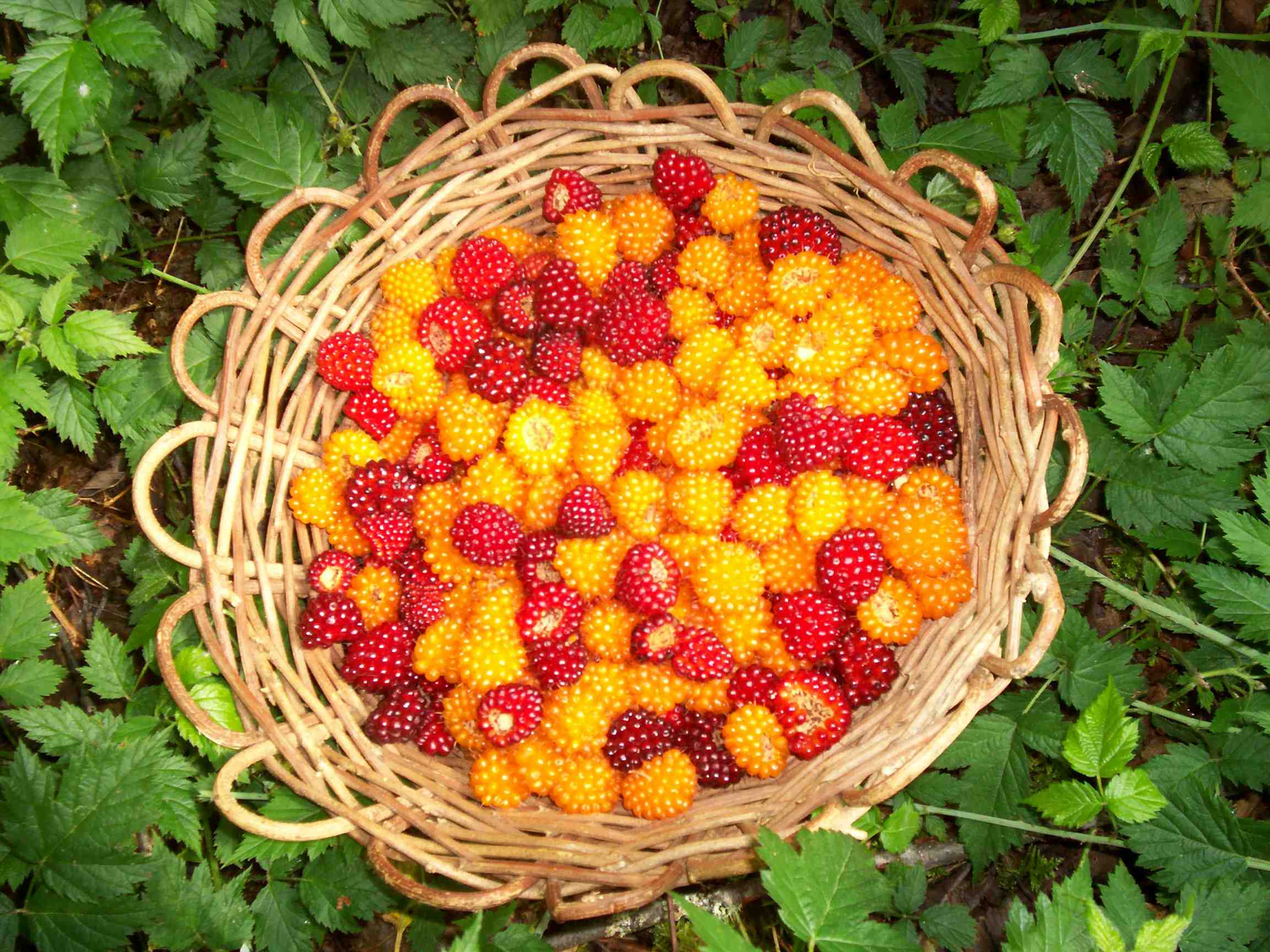 Salmonberry Basket by M. Andrew Twele of the Wolf College Salmonberry Basket by M. Andrew Twele of the Wolf College