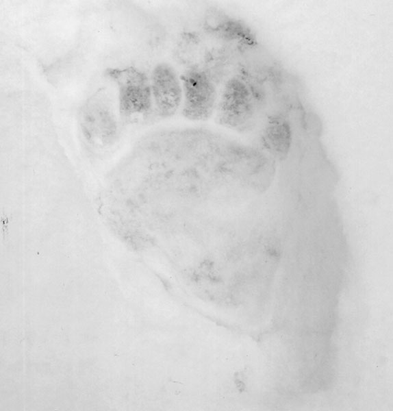 Print in the Snow by E.V. Svetova Print in the Snow by E.V. Svetova