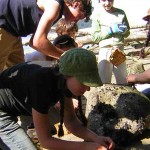 Lead instructor Megan Damofle and assistant instructor Glen MacKay collecting bladderwrack (fucus) from the rocks.