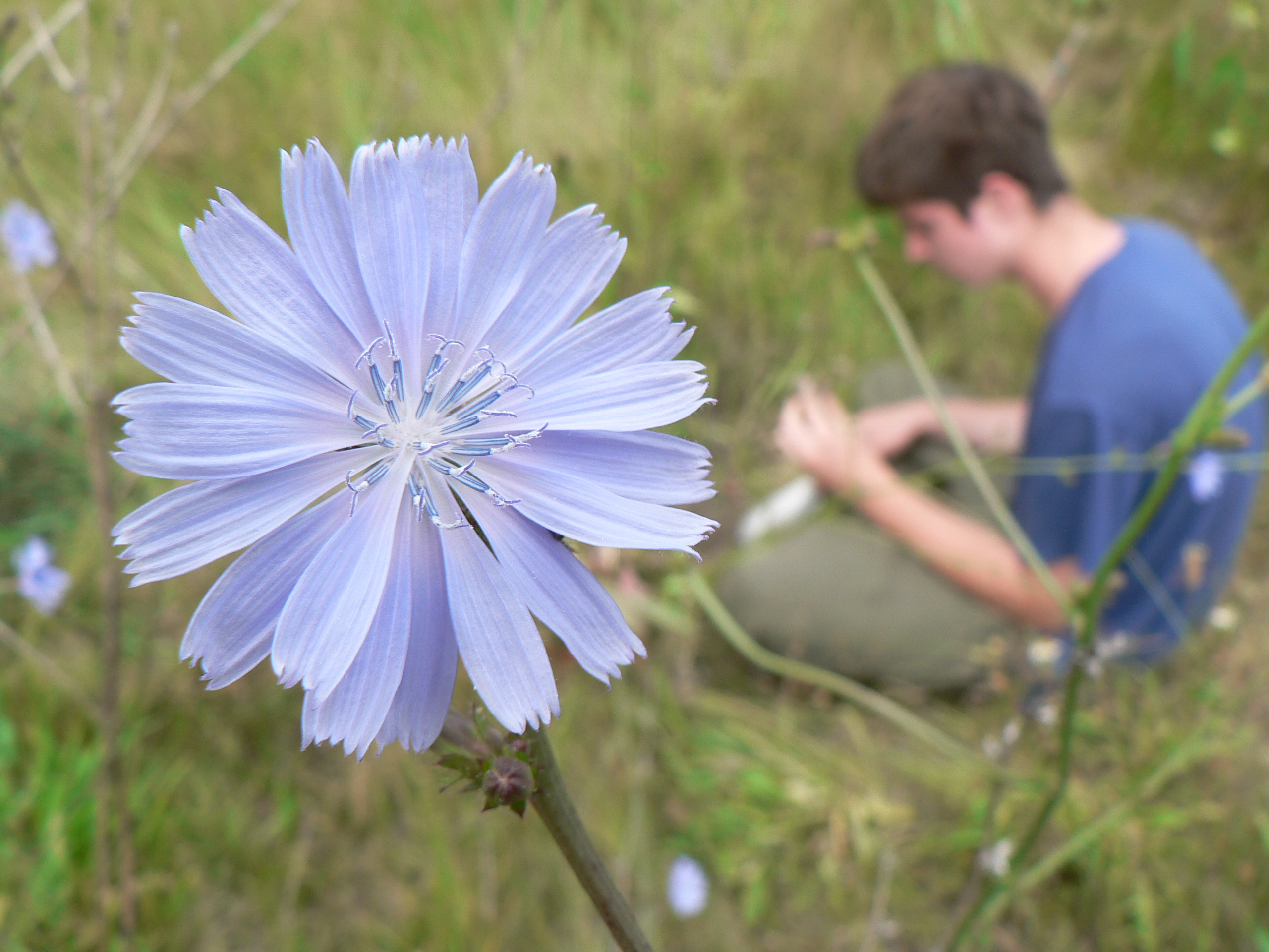 Top Native Plants To Learn for Herbal Medicine: Part 2 of 2 - Flowering Plants
