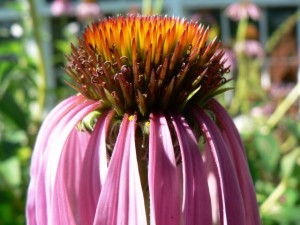 We'll make medicine from both native and cultivated plants such as this Echinacea purpurea grown at Blue Skye Farm.