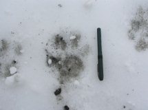 Wolf Track that instructor Kim Chisholm found. Wolf Track that instructor Kim Chisholm found.