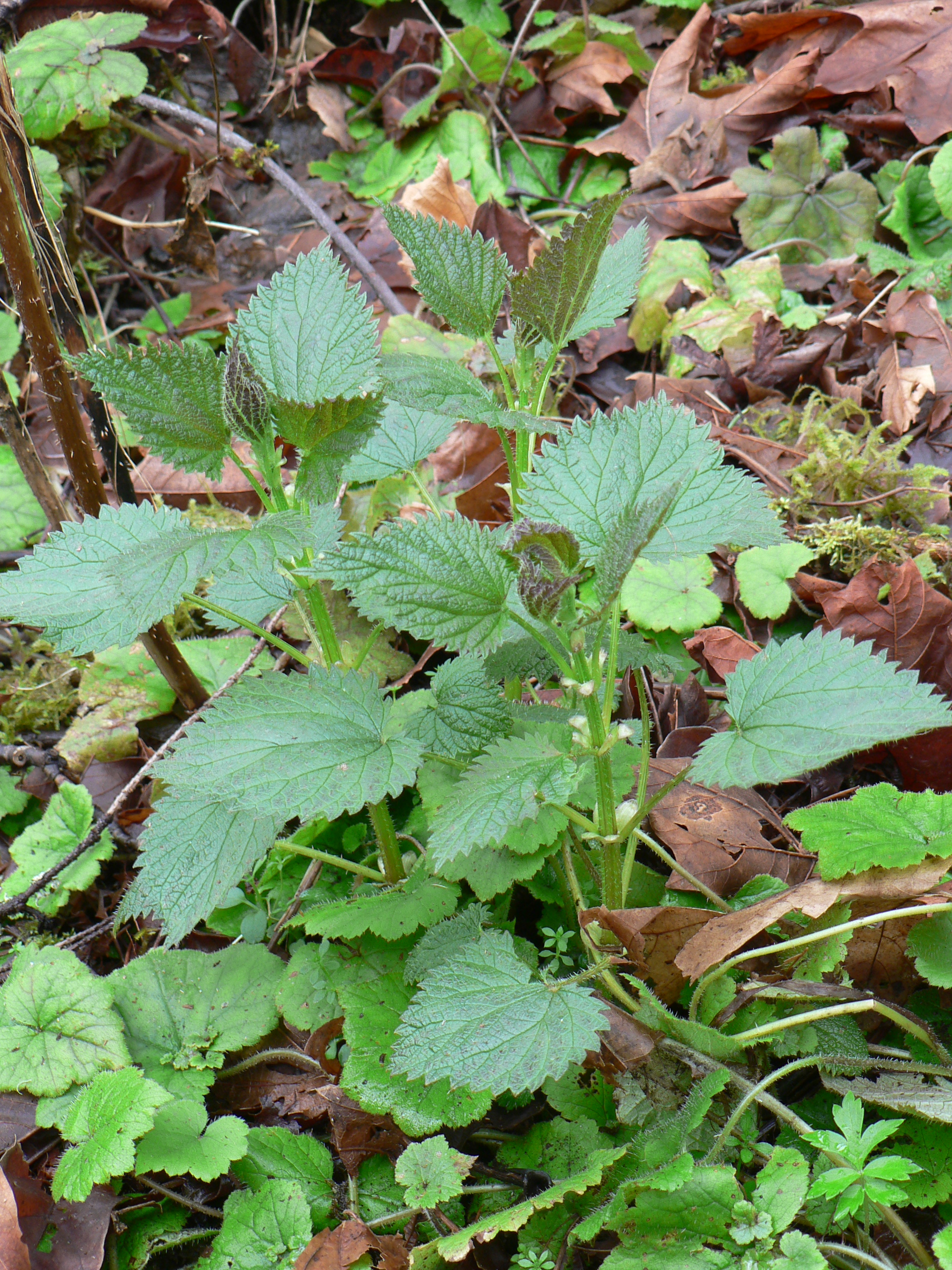 Top 10 Most Important Wild Edible Food Plants Wolf Camp