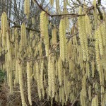 Beaked Hazel Catkins tree-beaked-hazelnut-catkins