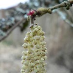 Close-Up of Beaked Hazel Flower & Catkin tree-beaked-hazelnut-female-flower