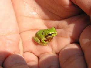 Pacific Chorus Tree Frog photo by Kim Chisholm Pacific Chorus Tree Frog photo by Kim Chisholm