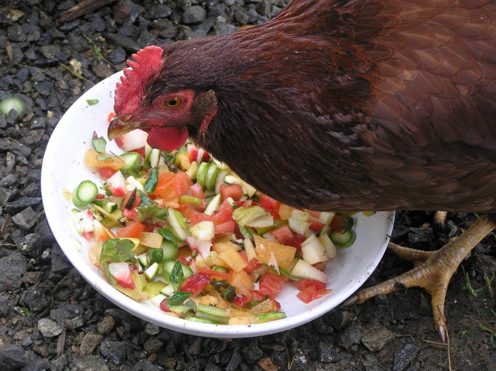 RIR, Sprite, enjoying healthy organic fruits and veggies from our kitchen scraps.