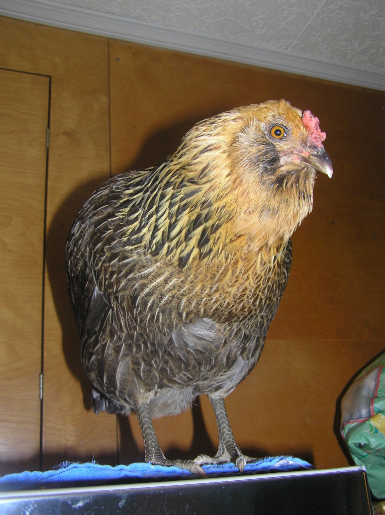 Ameraucana, Junebug, is as sassy as ever thanks to the chicken life-saving skills of Dr. Bruce Singbeil.