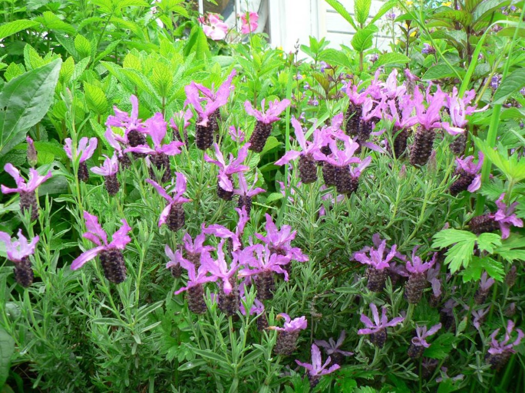 Lavender is an excellent multi-purpose herb that is safe for your hens.