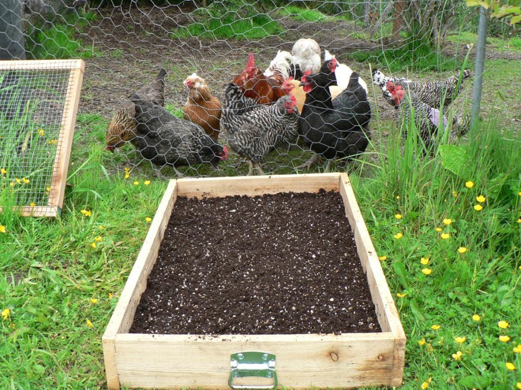 Freshly built protected sprout garden prior to planting. The flock can hardly wait to get into it and it hasn't even been planted yet! Thus the hardware cloth cover...