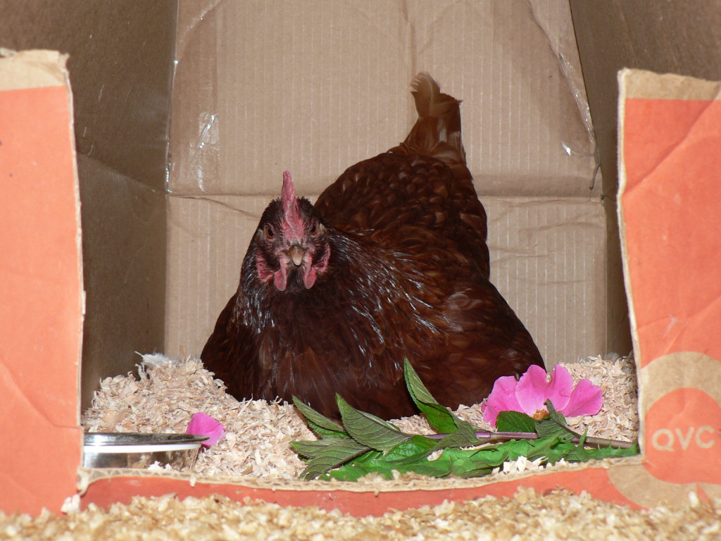RIR, Gingersnap, with fresh peppermint and roses in her nestbox.