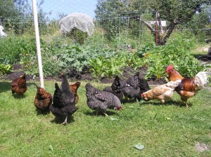 Organically raised chickens foraging on grass at Blue Skye Farm.