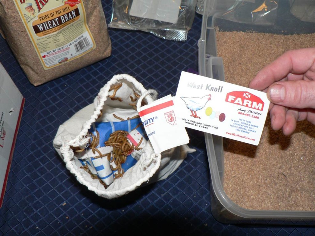 This, and a slice of apple, is how you start your mealworm farm.