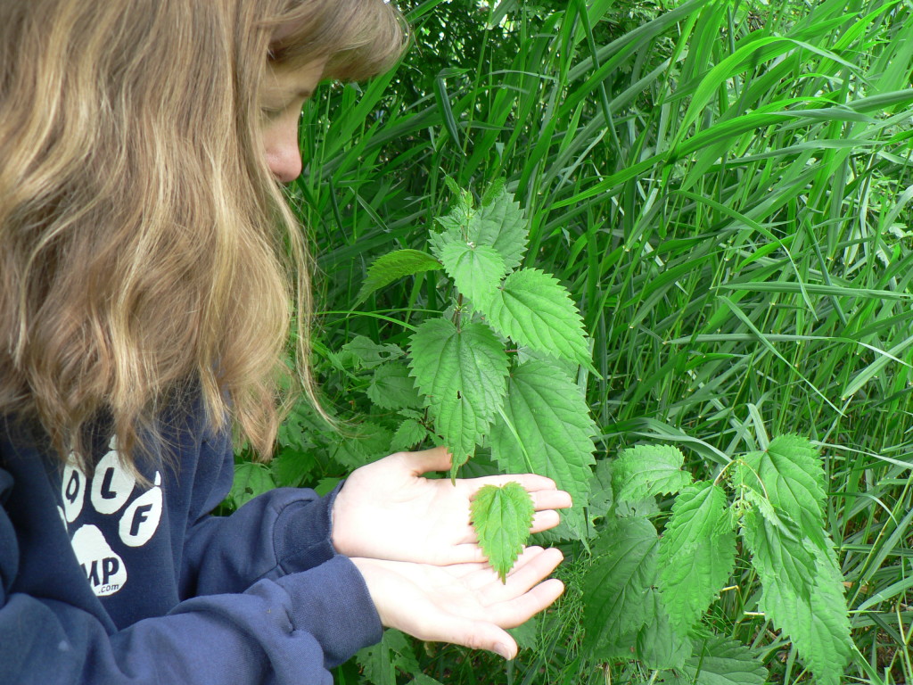 Here you can see the characteristic heart shape and serrate edges of a stinging nettle leaf.
