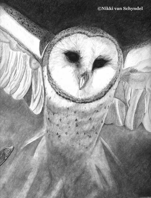Barn Owl B/W Sketch by Nikki van Schyndel Barn Owl B/W Sketch by Nikki van Schyndel