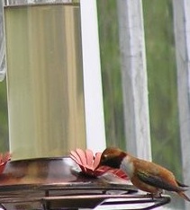 Rufus Hummingbird at Wolf College Feeder Rufus Hummingbird at Wolf College Feeder