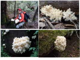 Lorraine Olivas-Romey with Hericlum Abietis - Lion's Mane Mushrooms