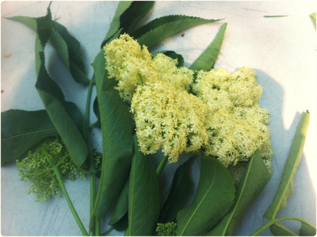 Elderflower
