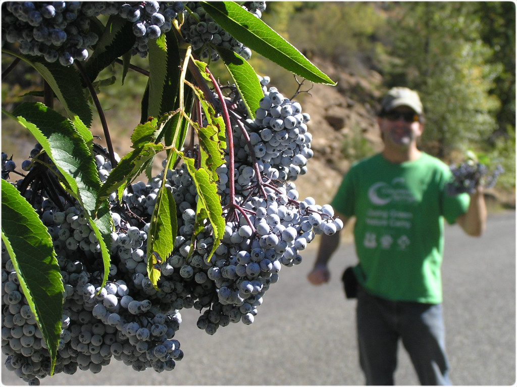harvesting elderberry