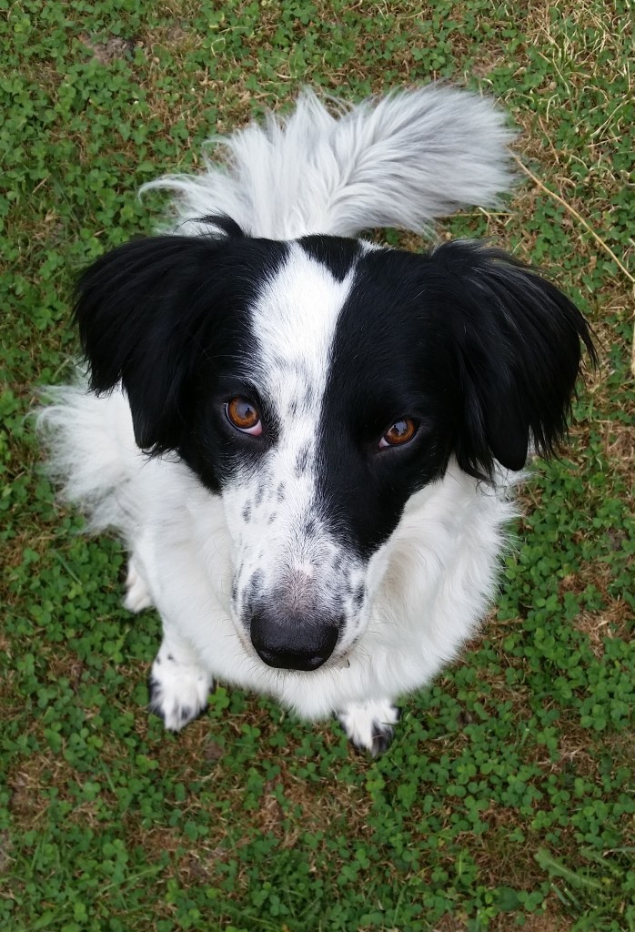 Lily aka Camp Dog aka "Silly Lily Dilly Bean" is our Lead Homesickness Avoidance Specialist".