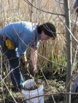 The Most Important Plant – Cattails! Video of Finding, Harvesting, Transplanting & Cooking Cattails