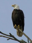 Bald Eagle photo by Kimberly M Chisholm. Bald eagles have a distinct companion call in flight when returning to the nest, among other vocalizations.