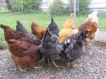 Herbal and Critter Forage for Healthy Chickens