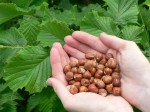 Day 30: Making HAZELNUT MILK & TRUFFLE Dessert