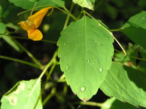 Jewelweed is one of the many potential remedies for a stinging nettle sting. It works for me every time!