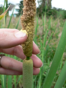 The pollen on top of the seed head from which cattail gets its name. Photo by Kim Chisholm.