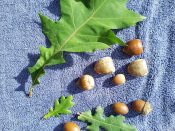 Oaks and the Mighty Acorn:  Harvest, Process and Enjoy!