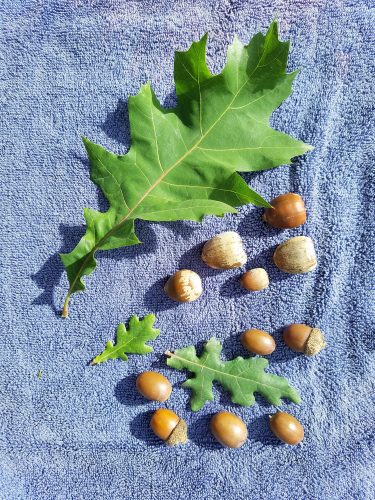 Oaks and the Mighty Acorn: Harvest, Process and Enjoy!