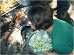 How to Make Ox-Eye Daisy Fritters 3 Ways!