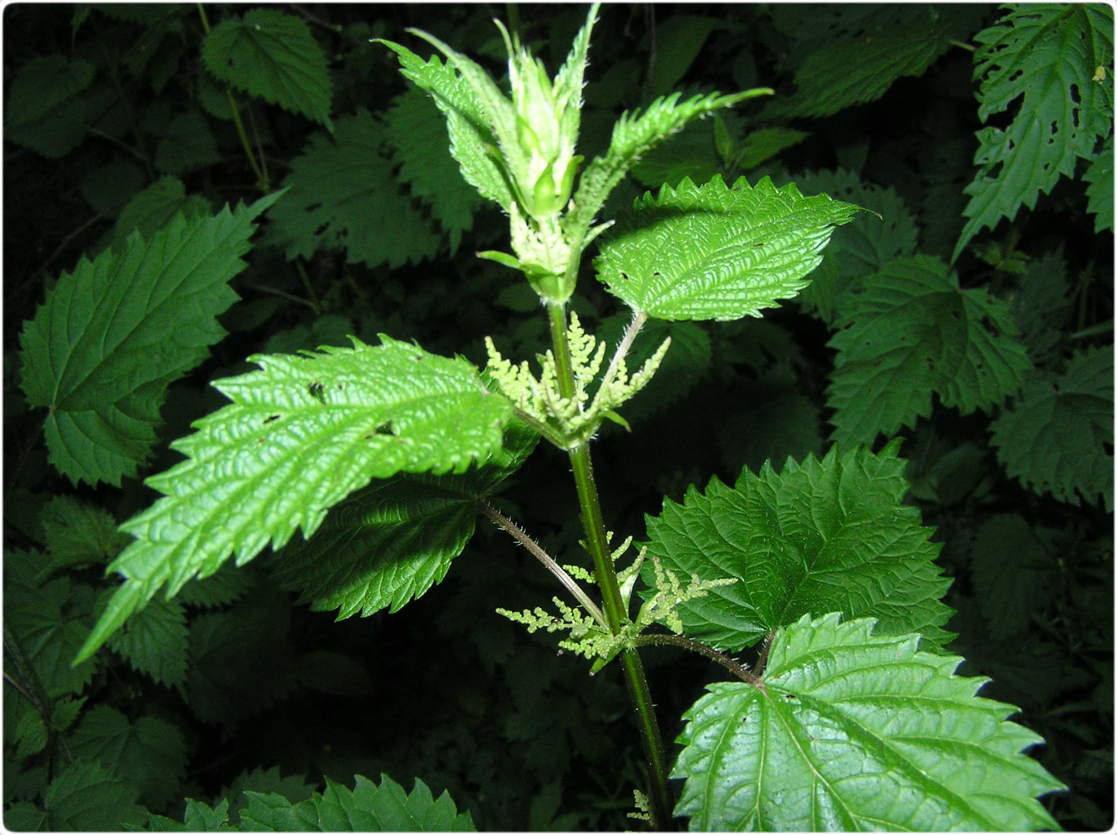 Stinging Nettle - Montana Field Guide