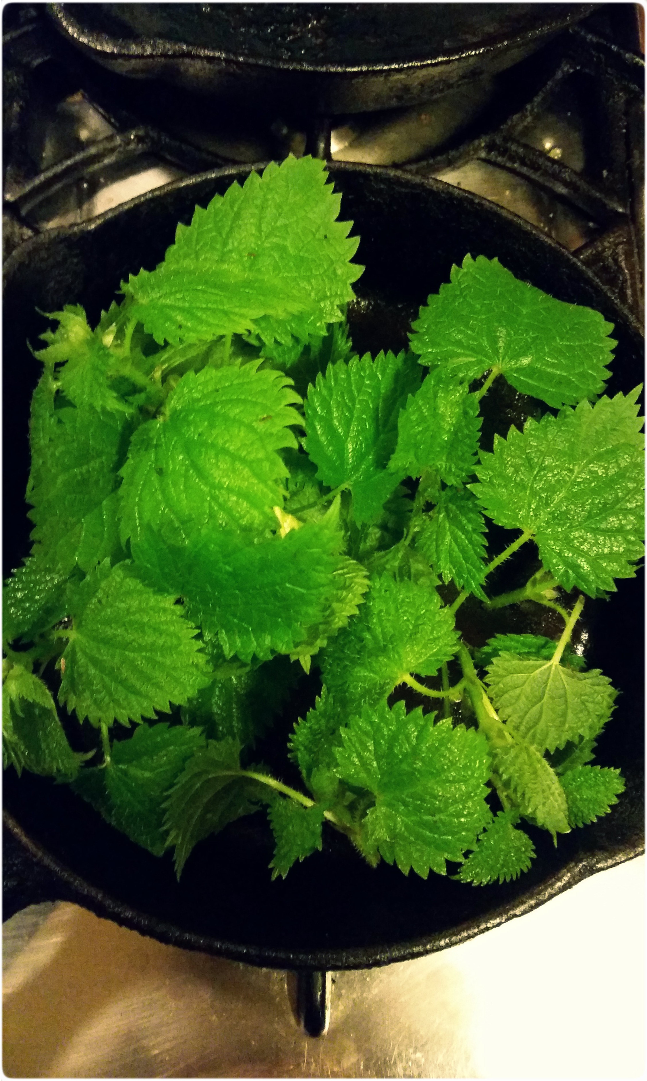 How to Make "Kettle Nettle" (Caramelized Stinging Nettle Chips)