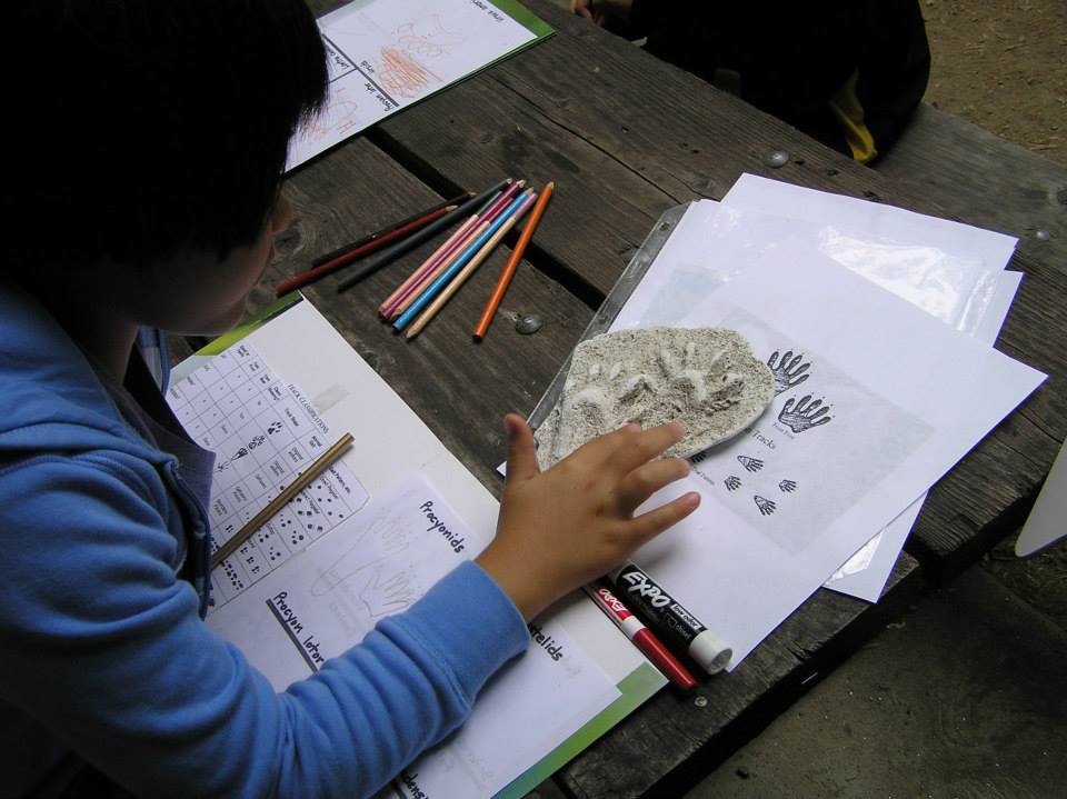 Day 23: Bird Songs, Calls & Casting Animal Tracks with Plaster of Paris