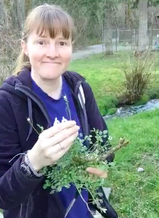 Day 4: Spring Wild Edible & Medicinal Plant Walk