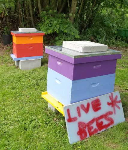 Day 35: HONEY BEES arrive at Blue Skye Farm!